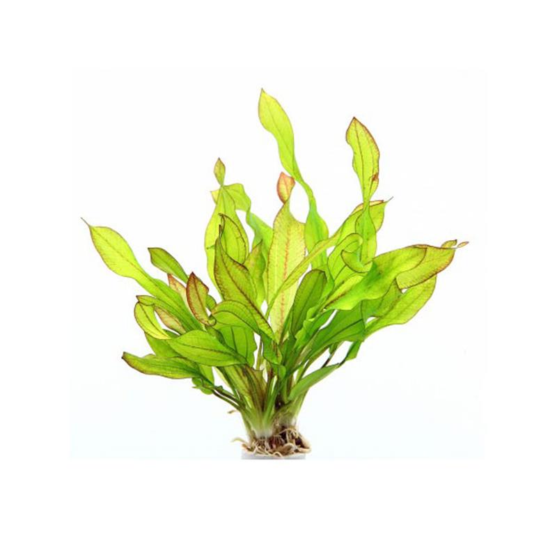 Dennerle Echinodorus Green Chameleon - imagine 3